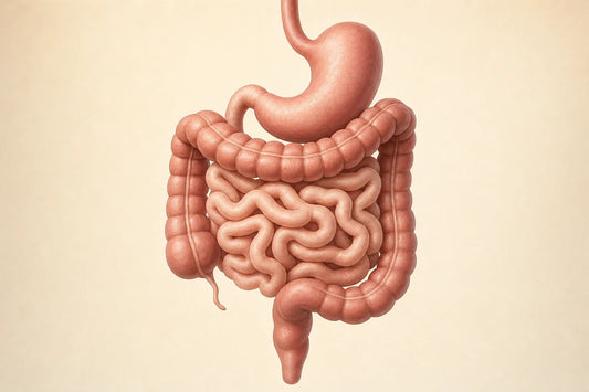 Scientific editorial illustration of the human stomach and intestinal system.