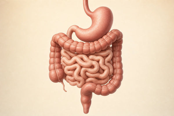 Scientific editorial illustration of the human stomach and intestinal system.