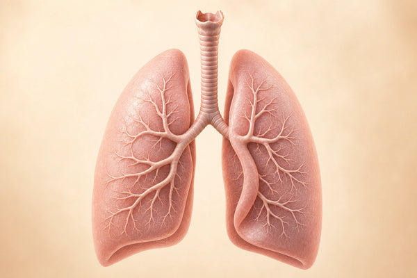Scientific editorial illustration of healthy human lungs and branching bronchi.